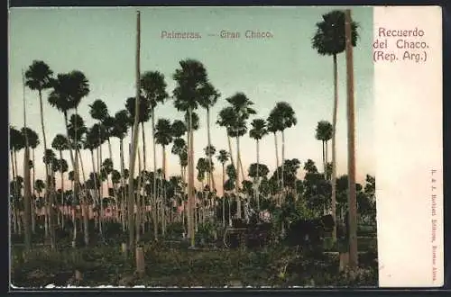 AK Gran Chaco, Palmeras