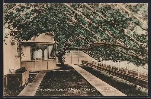 AK Hampton, Court Palace, The Great Vine