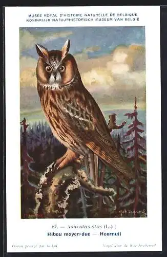Künstler-AK Hubert Dupond: Asio otus otus, Ohreule