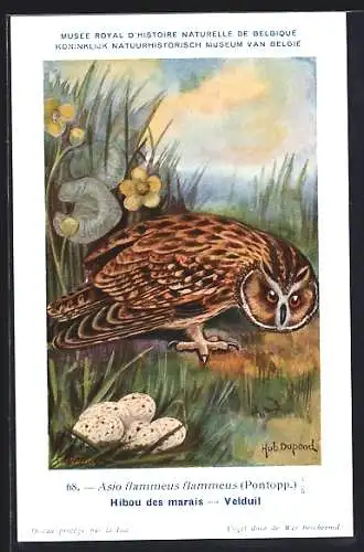 Künstler-AK Hubert Dupond: Asio flammeus flammeus, Sumpfohreule
