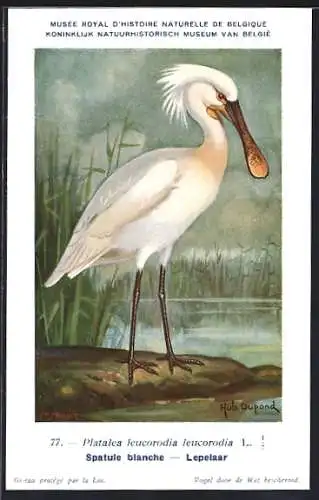 Künstler-AK Hubert Dupond: Löffelstorch am Seeufer