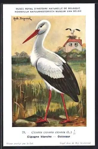 Künstler-AK Hubert Dupond: Ooievaar