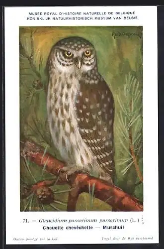 Künstler-AK Hubert Dupond: Glaucidium passerinum passerinum, Sperlingskautz