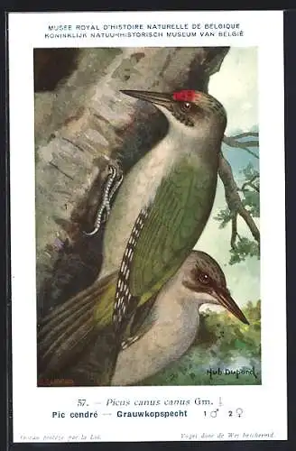 Künstler-AK Hubert Dupond: Vogel der Art Picus canus canus, Grünspecht