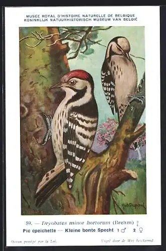 Künstler-AK Hubert Dupond: Kleiner Buntspecht im Baum sitzend