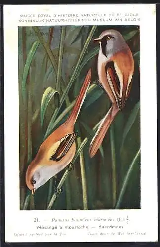 Künstler-AK Hubert Dupond: Baardmees, Panurus biarmicus biarmicus