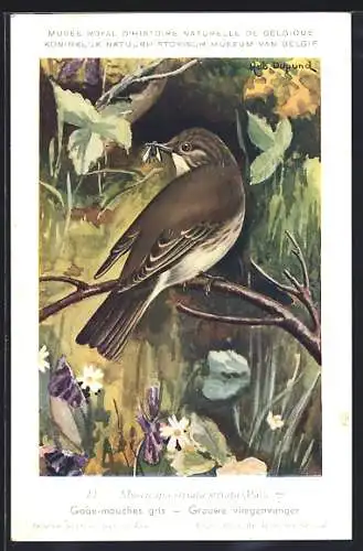 Künstler-AK Hubert Dupond: Grauwe Vliegenvanger