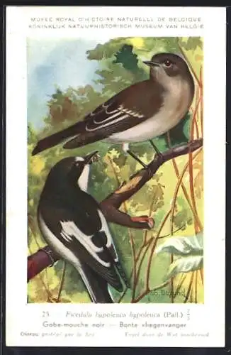 Künstler-AK Hubert Dupond: Musée Royal d'Histoire Naturelle de Belgique, Vogel-Serie: Bonte Vliegenvanger