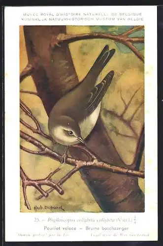 Künstler-AK Hubert Dupond: Pouillot véloce, Bruine boschzanger, Vogel