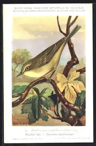 Künstler-AK Hubert Dupond: Vogel der Art Phylloscopus trochilus trochilus