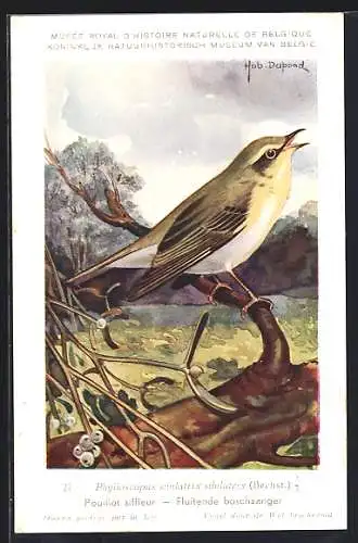 Künstler-AK Hubert Dupond: Vogel der Art Phylloscopus sibilatrix sibilatrix (Bechst.)