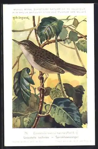 Künstler-AK Hubert Dupond: Vogel der Art Locustella naevia naevia