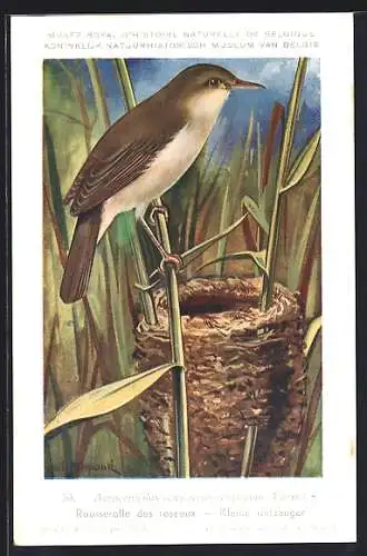 Künstler-AK Hubert Dupond: Naturhist. Museum von Belgien, Acrocephalus scirpaceus, Teichrohrsänger