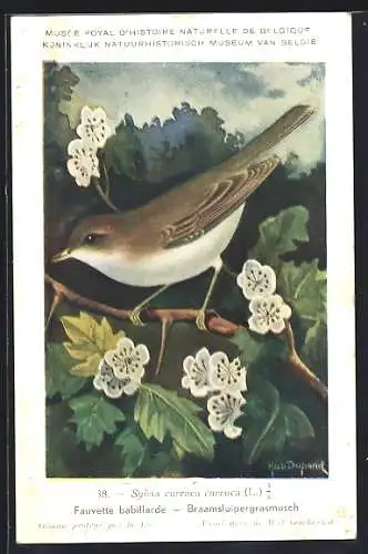 Künstler-AK Hubert Dupond: Fauvette babillarde, Braamsluipergrasmusch, Vogel