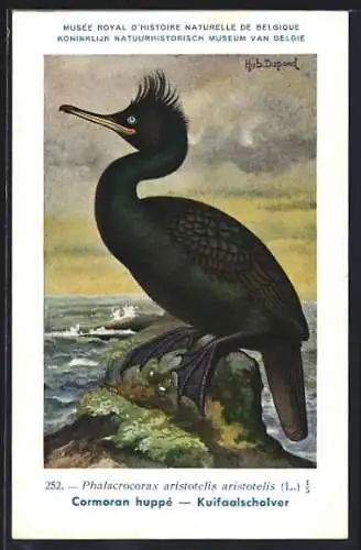 Künstler-AK Hubert Dupond: Cormoran huppé, Kuifaalscholver, Vogel