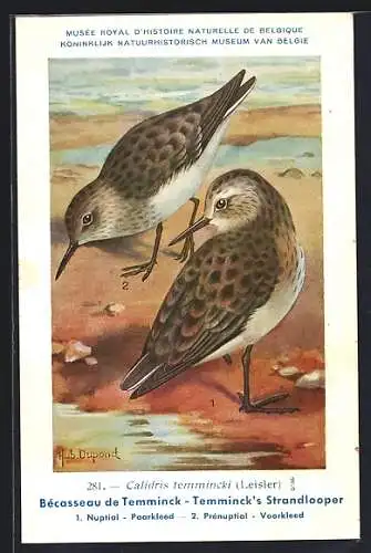 Künstler-AK Hubert Dupond: Musée Royal d'Histoire Naturelle de Belgique, Vogel-Serie: Temminck's Strandlooper