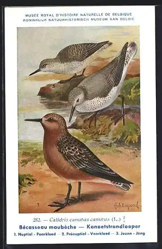 Künstler-AK Hubert Dupond: Musée Royal d'Histoire Naturelle de Belgique, Vogel-Serie: Kanoetstrandlooper