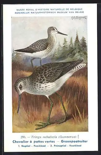 Künstler-AK Hubert Dupond: Musée Royal d'Histoire Naturelle de Belgique, Vogel-Serie: Groenpootruiter
