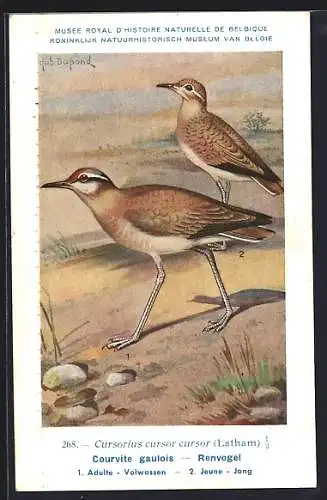Künstler-AK Hubert Dupond: Renvogel