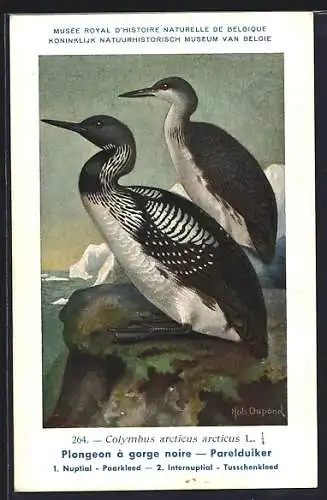 Künstler-AK Hubert Dupond: colymbus arcticus, Prachttaucher