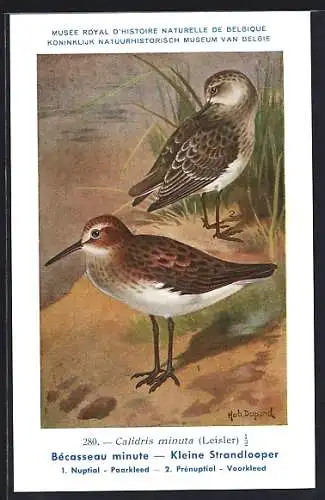 AK Vogel, Kleine Strandläufer, Calidris minuta