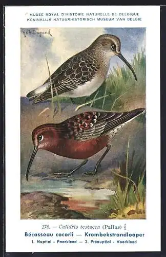 Künstler-AK Hubert Dupond: Musée Royal d'Histoire Naturelle de Belgique, Vogel-Serie: Krombekstrandslooper