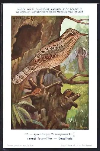 AK Torcol fourmilier, Daaihals, Vogel auf einem Zweig