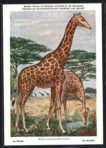 Künstler-AK Giraffa camelopardalis, Giraffen am Wasserloch