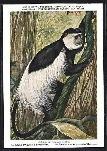 Künstler-AK Colobus abyssinicus, Mantelaffe oder Guereza