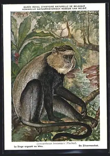 Künstler-AK Cercopithecus leucampyx, Silbermeerkatze