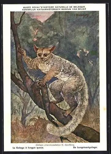 Künstler-AK Galago crassicaudatus E. Geoffroy, Buschbaby