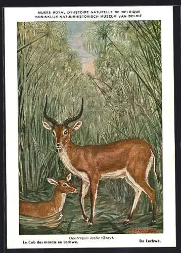 Künstler-AK Onotragus leche, Wasserbock im Papyrus-Dickicht