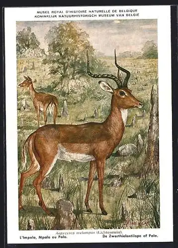 Künstler-AK Aepyceros melampus, Schwarzfersenantilope oder Impala