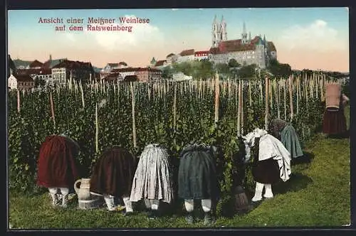 AK Meissen / Elbe, Ratsweinberg, Frauen bei der Weinlese