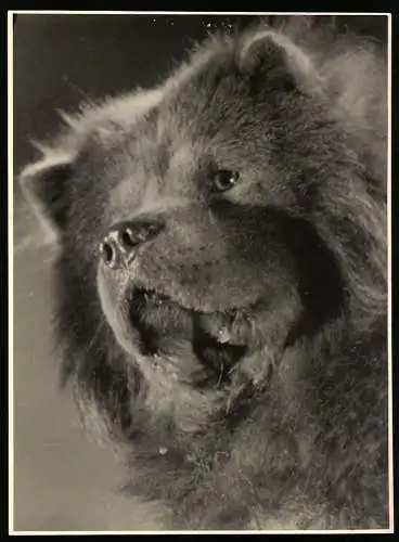 Fotografie Chow Chow Hund in einer Nahaufnahme