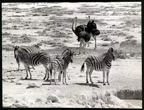 Fotografie Jan Kopec, Etosha-Pfanne / Namibia, Ansicht Etosha Nationalpark mit Zebras und Straussen, Grossformat 28 x 21cm