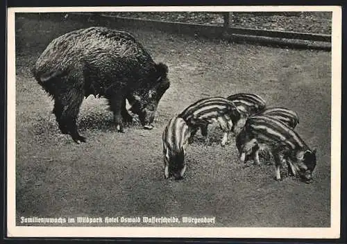AK Würgendorf /Siegen, Hotel Oswald Wasserscheide, Wildpark, Wildsau mit Frischlingen