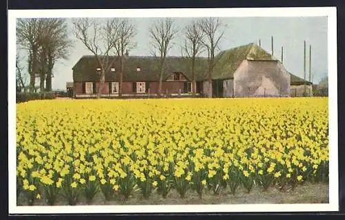 AK Lisse, Omgeving Keukenhof