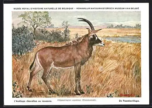 Künstler-AK Hippotragus equinus, Pferdeantilope sichert vor der Wasserstelle
