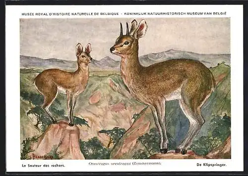 Künstler-AK Oreotragus oreotragus, Klippspringer