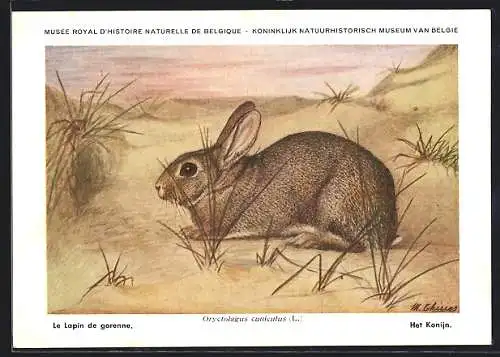 Künstler-AK Kaninchen in den Dünen