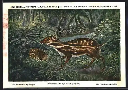 AK Hyomoschus aquaticus, Afrikanisches Hirschferkel