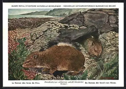 Künstler-AK Dendrohyrax arboreus adolfi-friederici (Brauer), Steppenwald-Baumschliefer