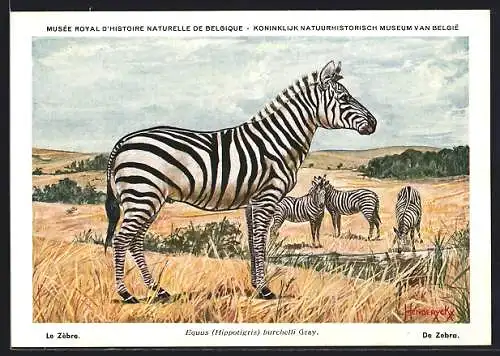 Künstler-AK Zebras in der Savanne