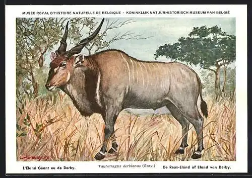Künstler-AK Taurotragus derbianus, Riesen-Elenantilope