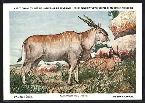 Künstler-AK Taurotragus oryx, Elenantilopen ruhen an einem Felsen
