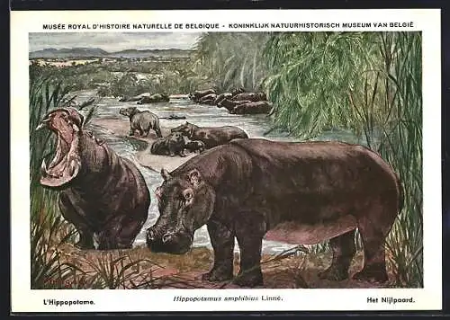 Künstler-AK Nilpferde am Flussufer