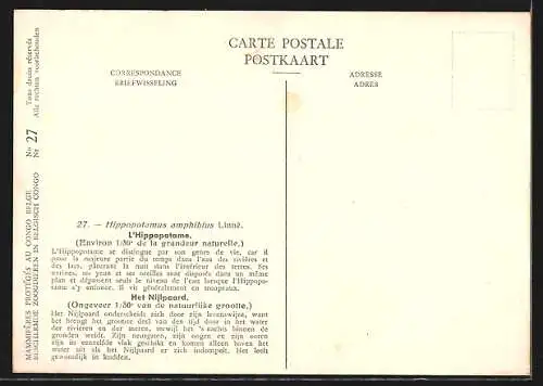 Künstler-AK Nilpferde am Flussufer