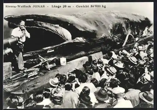 AK Ausstellung des Riesen-Walfisches Jonas