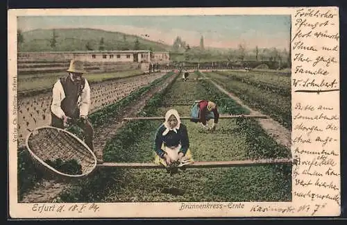 AK Erfurt, Brunnenkress-Ernte
